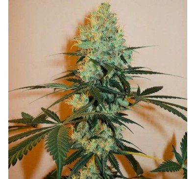 Майстер Куш (Photo.Fem.) 1 шт. / Master Kush 2026